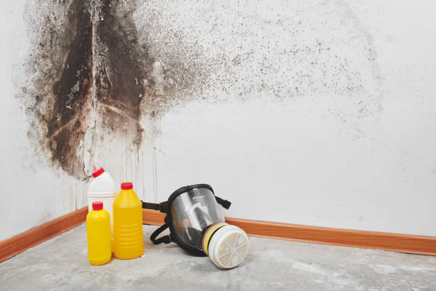Mold Removal and Inspection in Blountville, TN