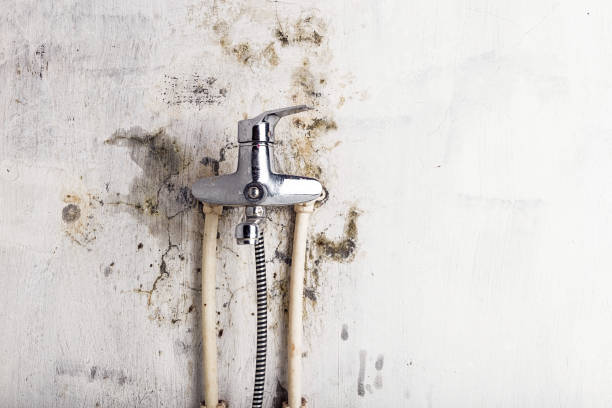 Best Home Mold Removal  in Blountville, TN