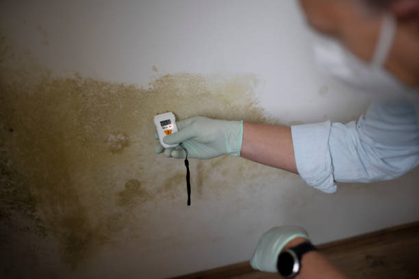 Best Professional Mold Removal  in Blountville, TN