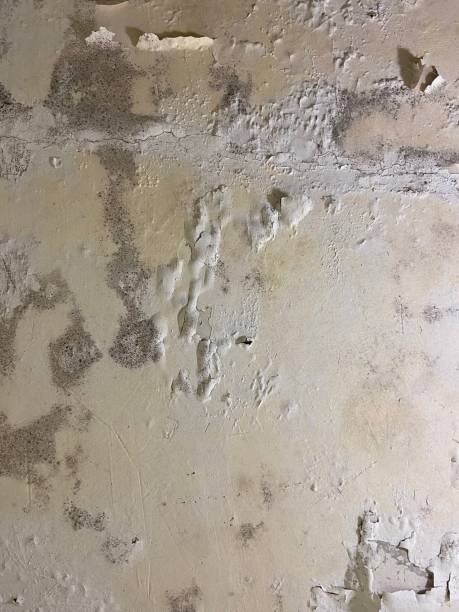 Best Same-Day Mold Removal  in Blountville, TN