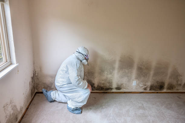 Home Mold Removal in Blountville, TN