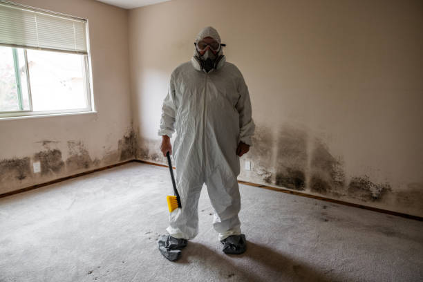 Best Mold Removal and Inspection  in Blountville, TN