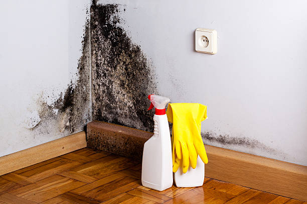 Best Attic Mold Removal  in Blountville, TN