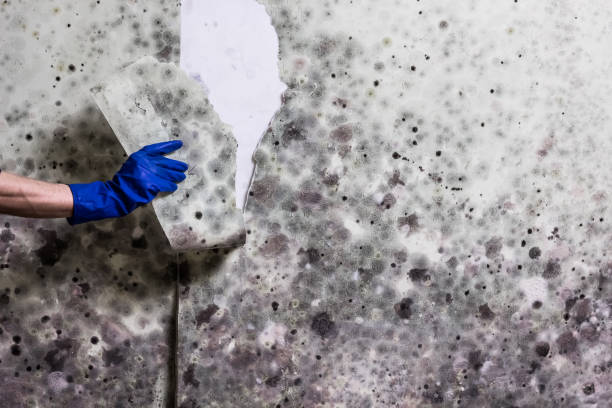 Best Commercial Mold Removal  in Blountville, TN